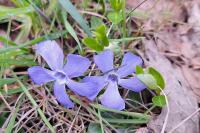 Vinca minor