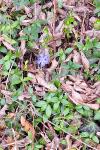 Vinca minor