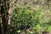 Berberis aquifolium