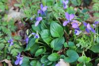 Viola odorata