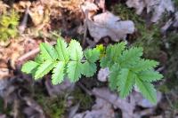 Sorbus aucuparia