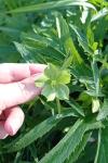 Helleborus viridis
