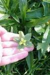 Helleborus viridis