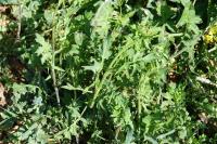 Sisymbrium officinale