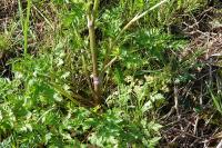 Anthriscus sylvestris