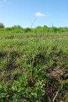 Anthriscus sylvestris
