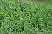 Lepidium draba