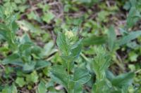 Lepidium draba