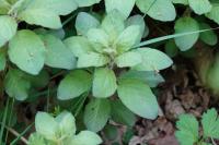 Lysimachia punctata