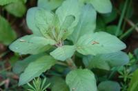 Lysimachia punctata