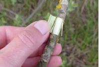 Salix cinerea