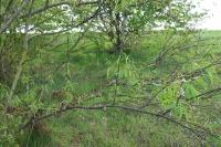 Salix fragilis