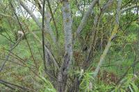 Salix fragilis