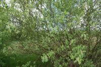 Salix cinerea