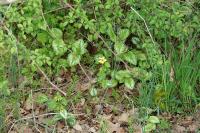 Lamium galeobdolon subsp. argentatum