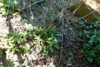 Hieracium maculatum
