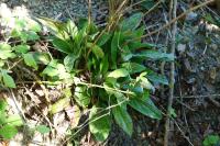 Hieracium maculatum