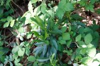 Daphne laureola