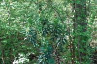 Daphne laureola