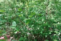 Cornus sanguinea
