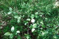 Cornus sanguinea