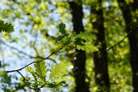 Quercus petraea