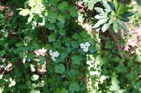Crataegus laevigata