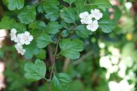 Crataegus laevigata