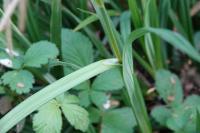 Carex pendula
