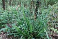 Carex pendula