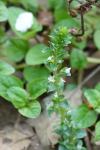 Veronica serpyllifolia