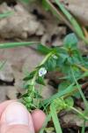 Veronica serpyllifolia
