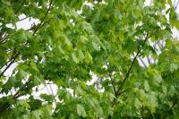 Acer platanoides