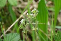 Cerastium glomeratum