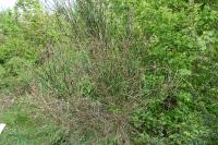 Genista tinctoria