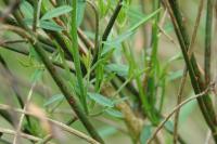 Genista tinctoria