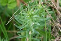 Linaria vulgaris