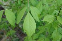 Acer negundo