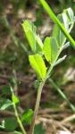 Vicia sativa