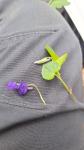 Viola riviniana