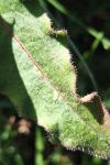 Picris hieracioides