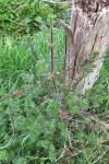 Galium album