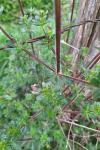 Galium album