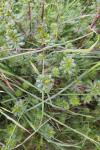 Galium album