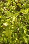 Cornus sanguinea