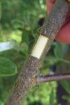 Salix alba