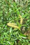 Salix alba