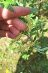 Salix alba