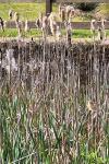 Typha latifolia