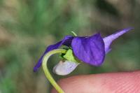 Viola reichenbachiana